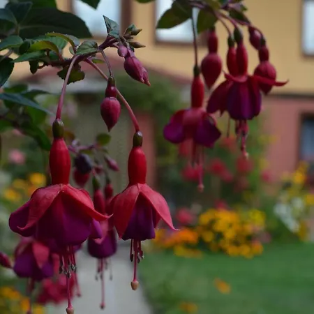 Zlatniyat Telets 科普里夫什迪察